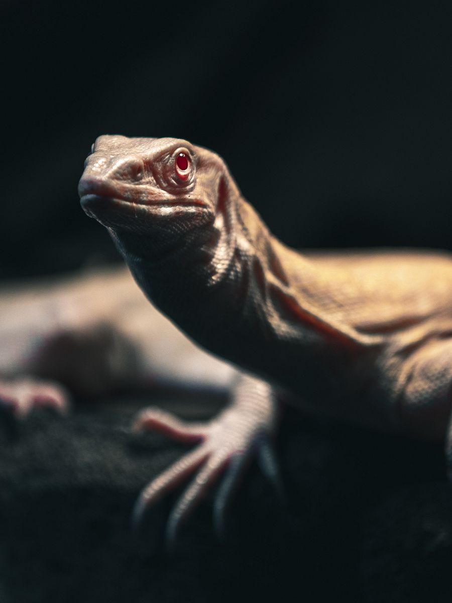 Baby Albino Nile Monitor product image (1)