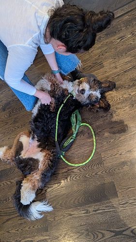 Before the 2024 holiday break started, Pringles had completed his second last training session with PAWRRIFIC PUPPY! We're in...