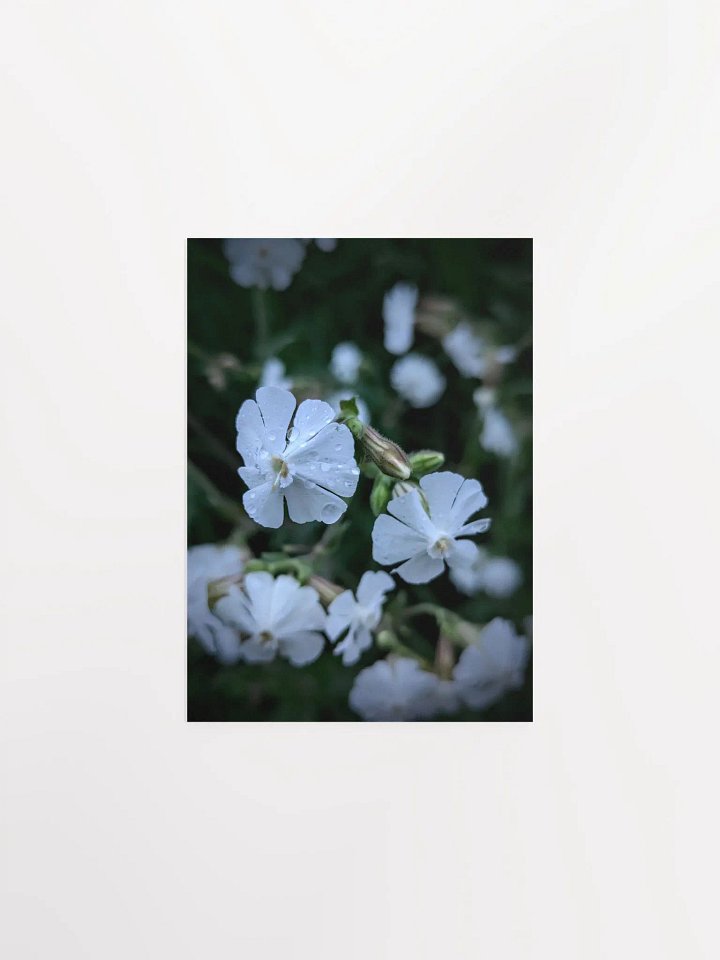 Maidenstears (Print) product image (12)