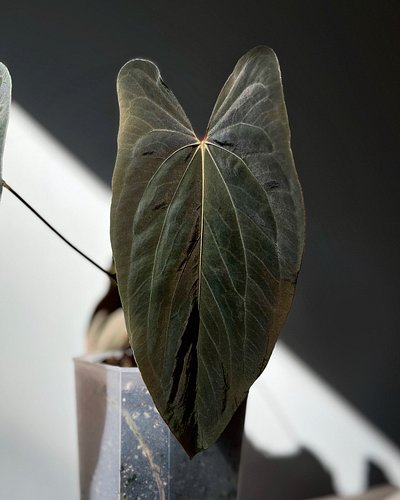 This leaf has the same expression as Doug after running for his life in order to block Huxley from reaching his favourite nap...