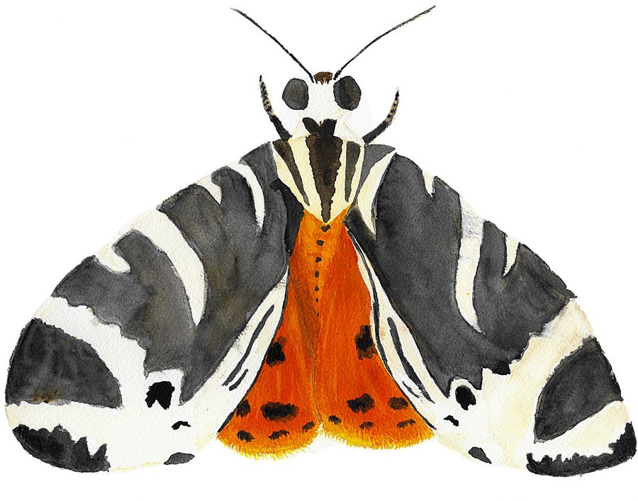 Jersey Tiger Moth Sticker (x2) product image (5)