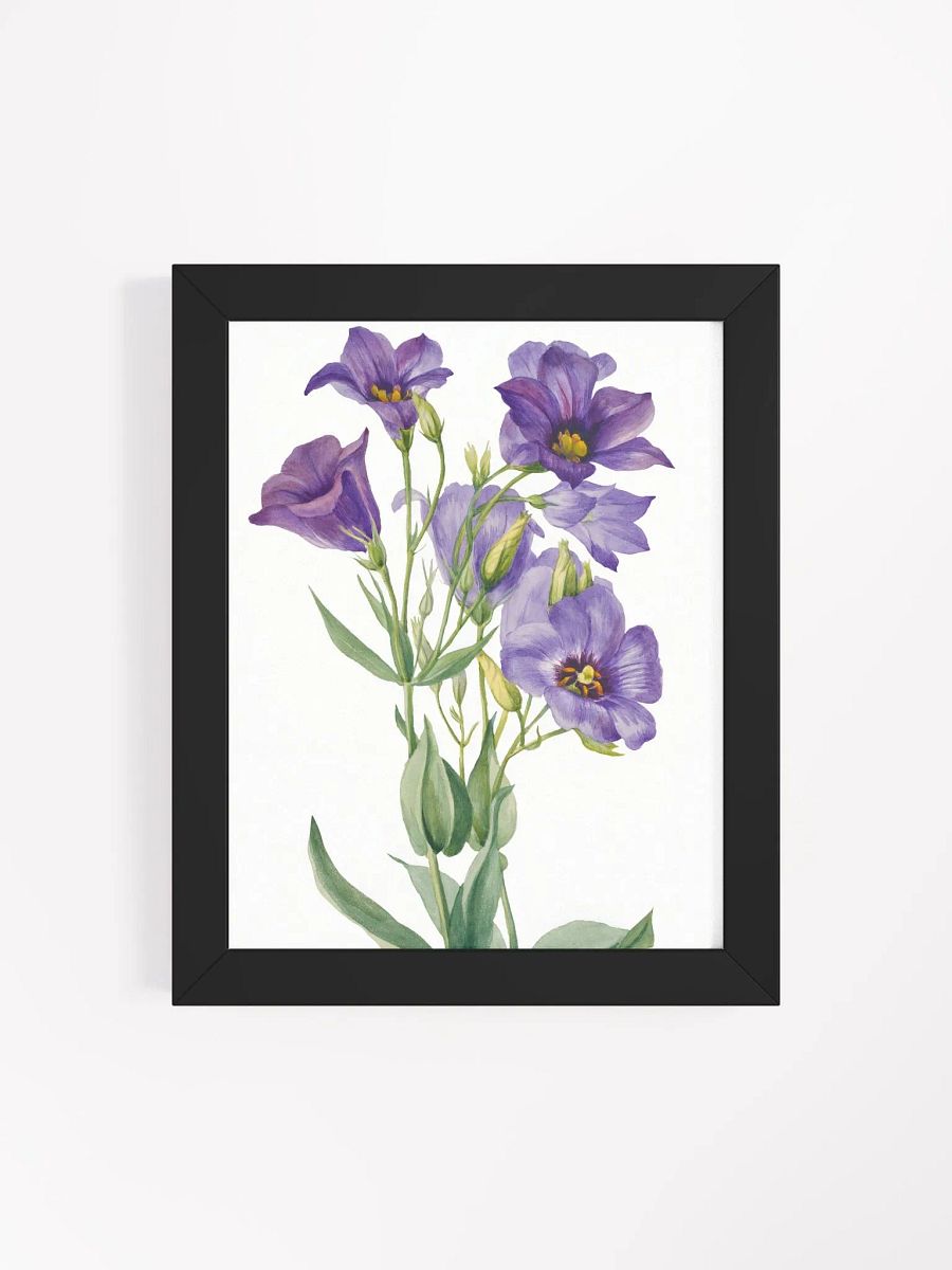 Eustoma Russelianum Wall Art. product image (15)