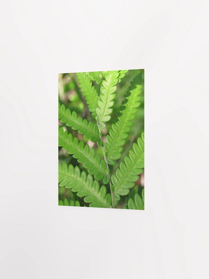 Florida Fern product image (23)