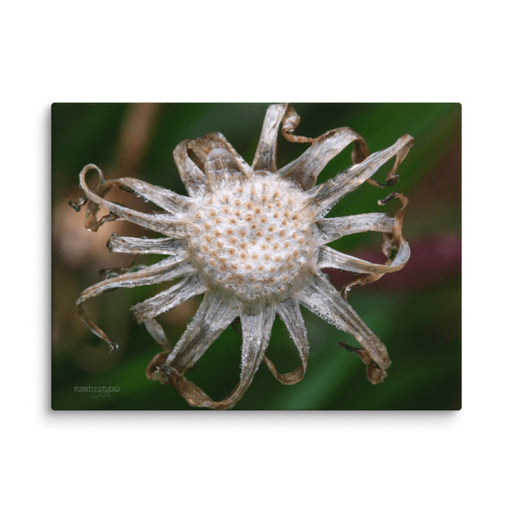 Spent Dandelion Sun - Print On Canvas product image (2)