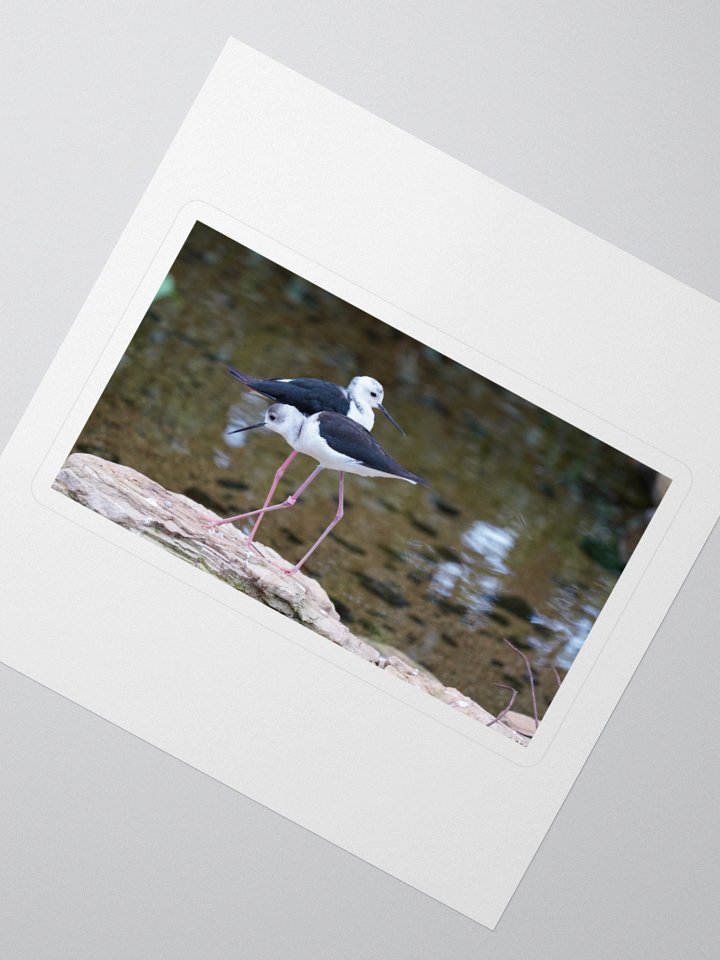 Graceful Avian Duo Stickers product image (2)