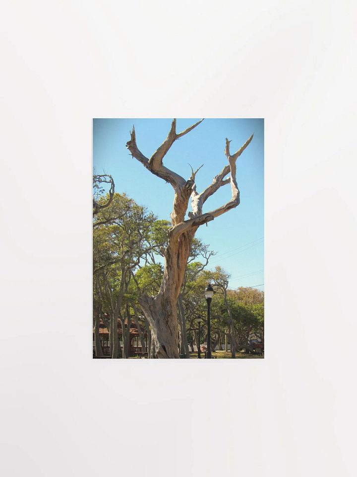 Old Tree product image (8)