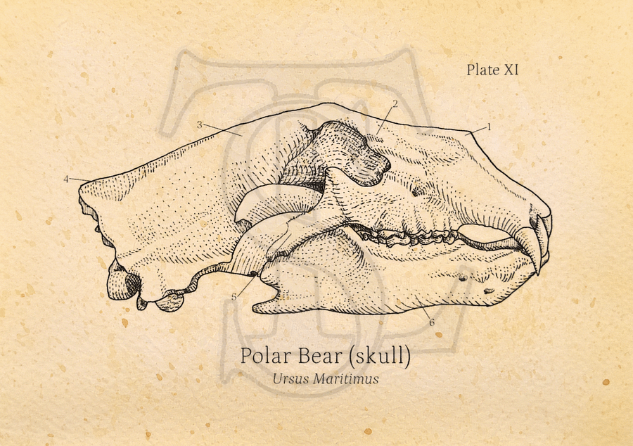 Polar Bear Skull Giclée print (hand watercolored) product image (1)