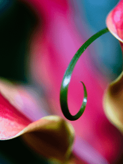 digital wallpapers