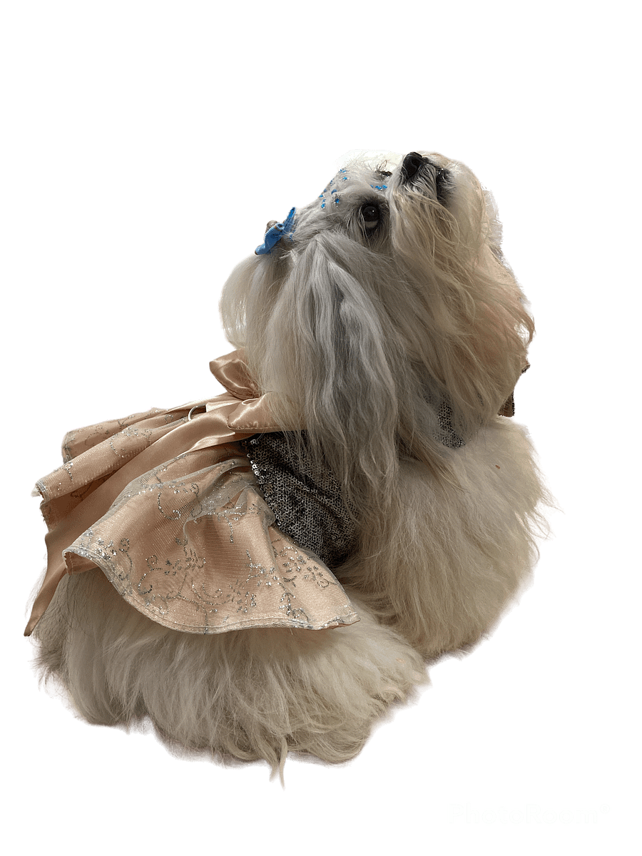 Vestido Star Fashion - Modelagem Pet PDF product image (4)