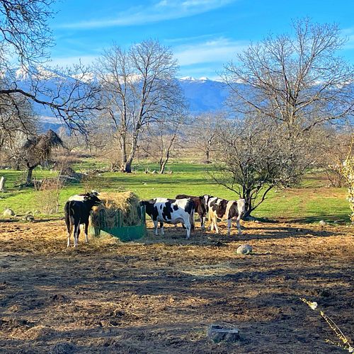 Having lunch in the Bulgarian sun ☀️ 
#cows #cowsofinstagram #ilovecows #cowstagram #cowsmakemehappy #cowseverywhere #cowseat...