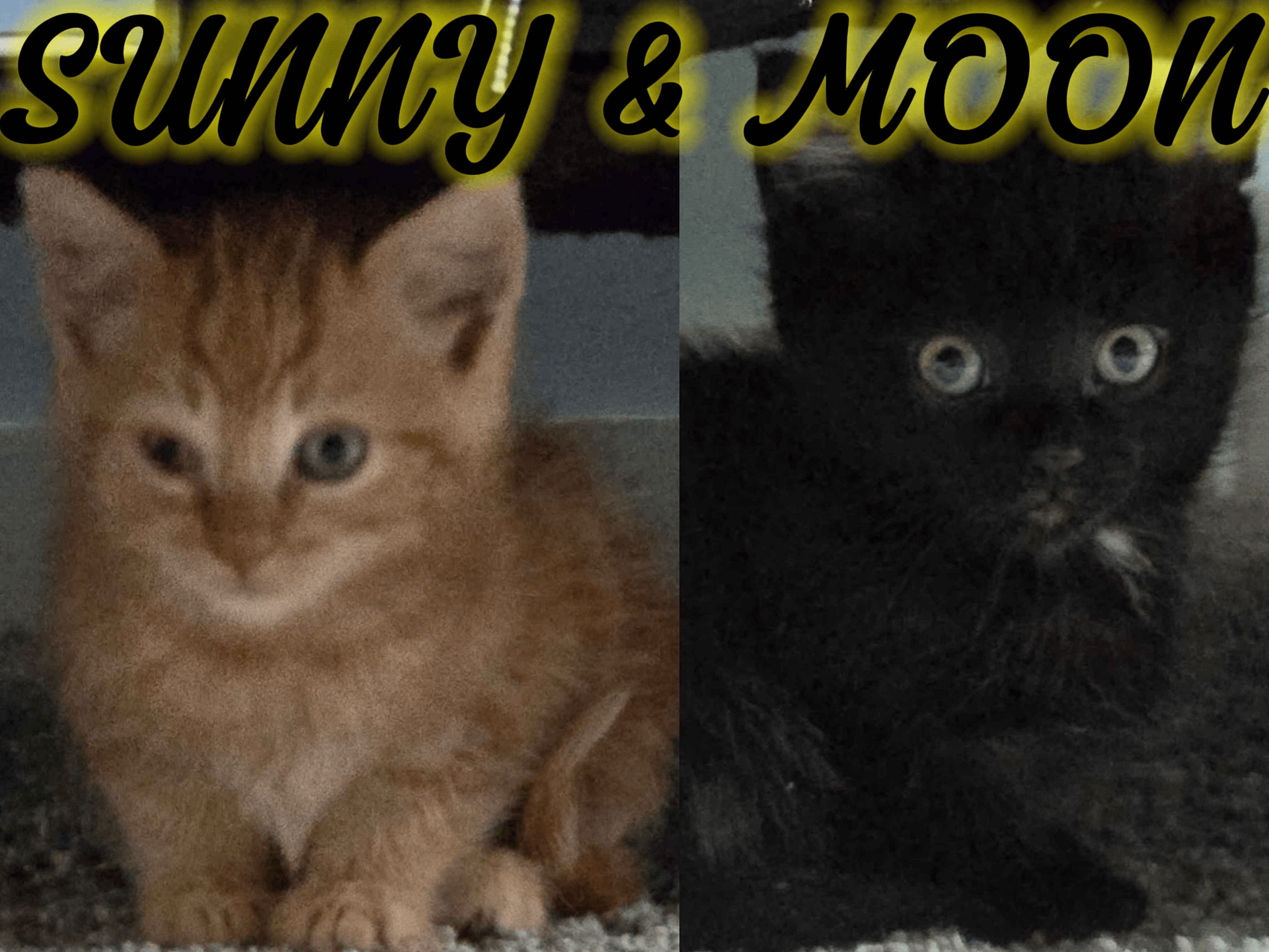 Sunny product image (4)