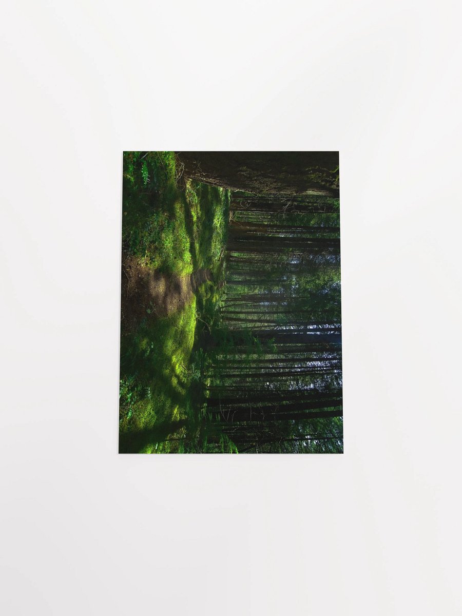 Lower Dungeness Trail Timber sun lighting Matte Poster product image (4)