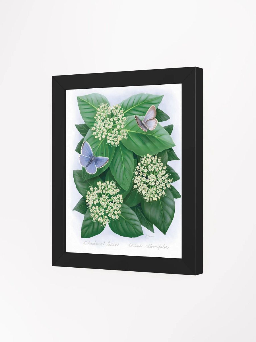 Northern Spring Azure Butterflies product image (27)