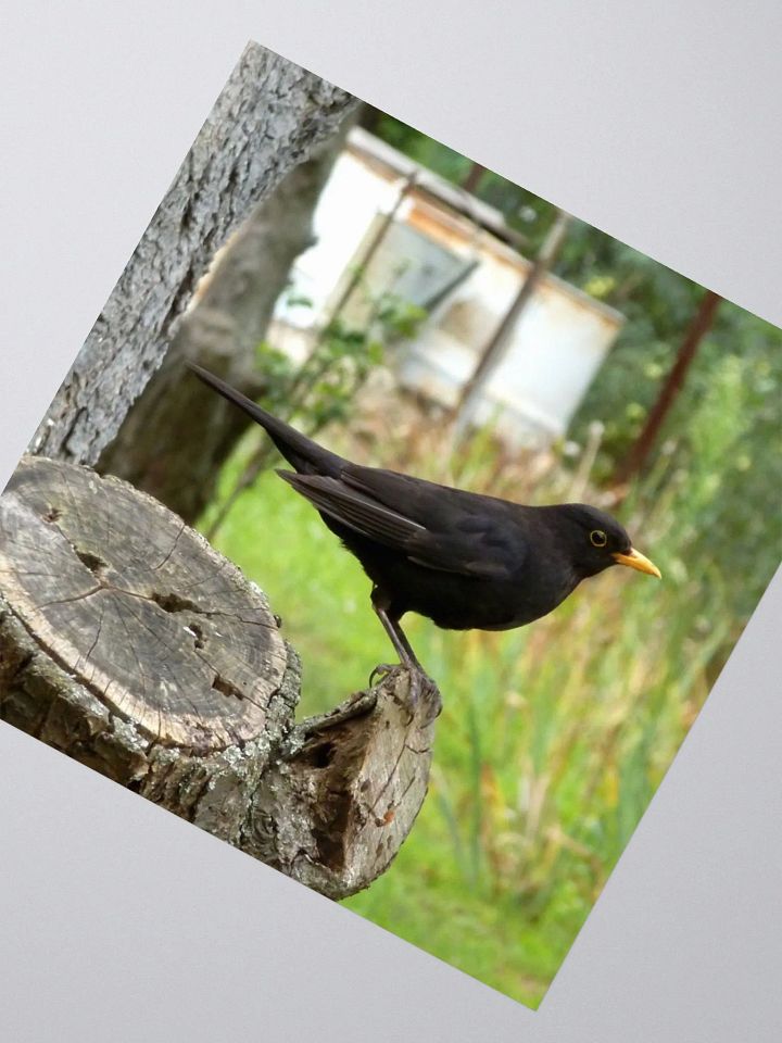 Kiss Cut Sticker - The common blackbird product image (2)