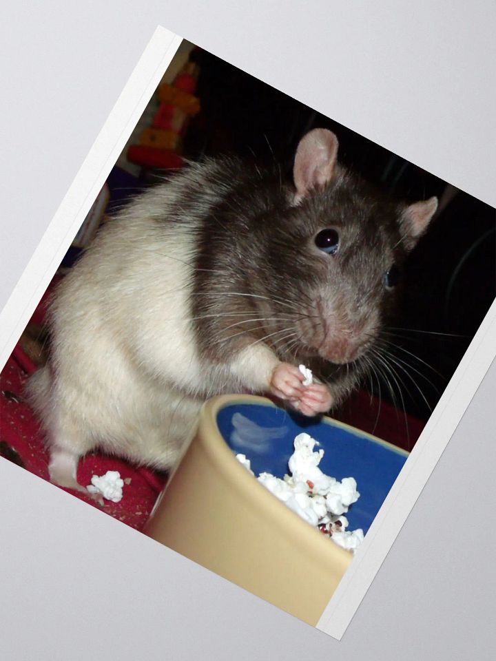 popcorn rat sticker product image (5)