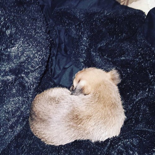 This fur ball just comes in here like he owns the place. Stealing my bed, and crying for attention. He knew what he was doing.