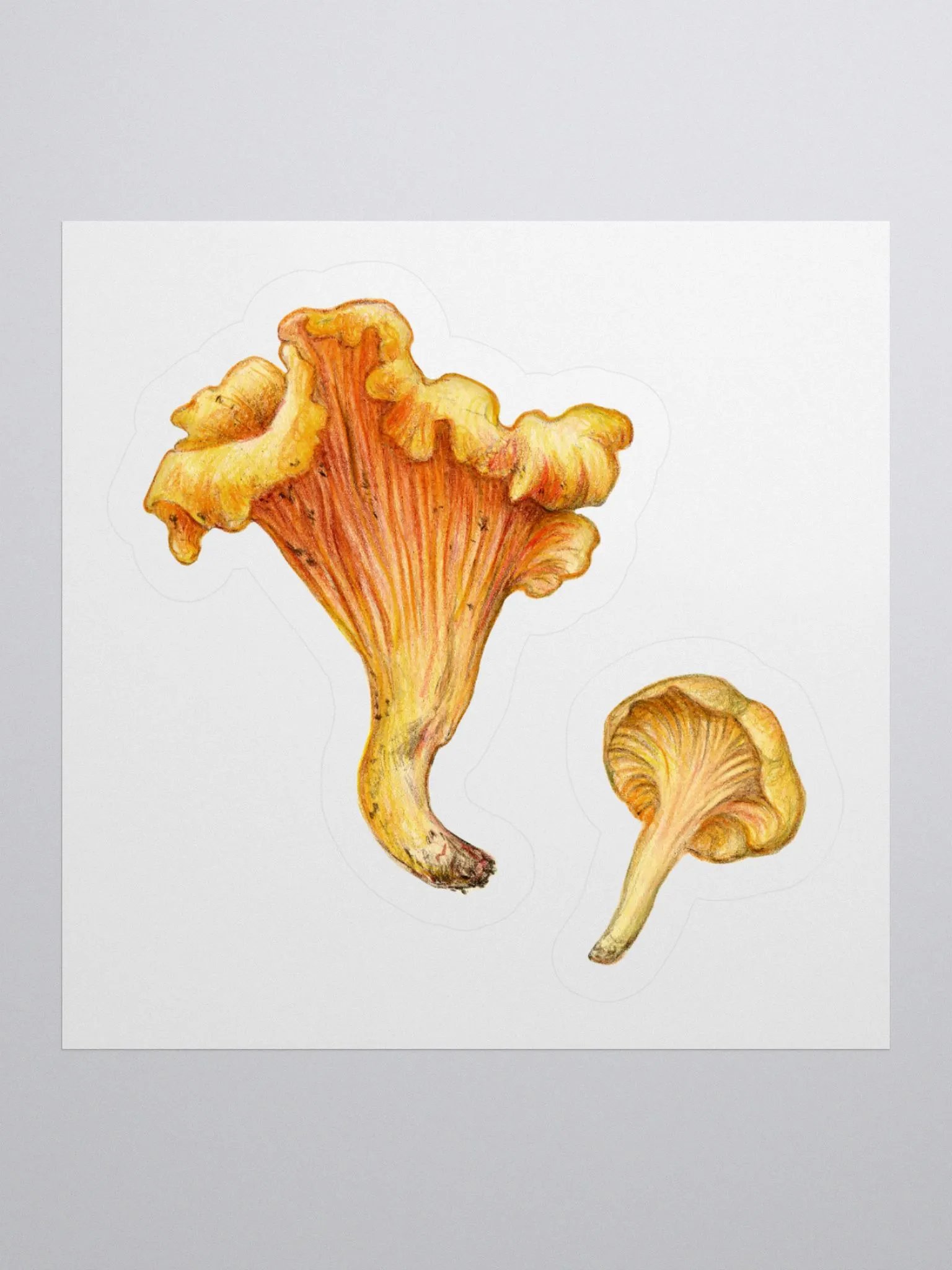 Chanterelle mushroms stickers product image (2)