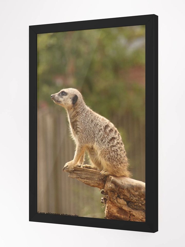 Meerkat Framed Matte Finish Prints product image (2)