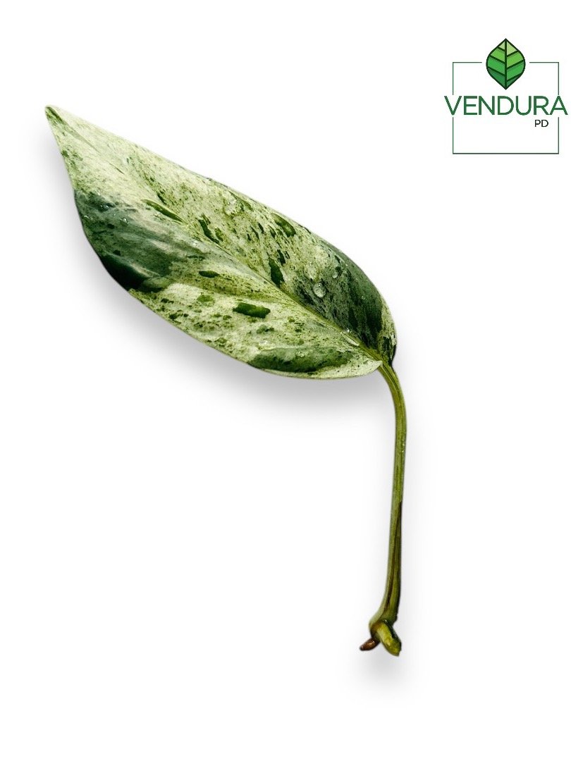 Epipremnum Pinnatum Marble product image (2)