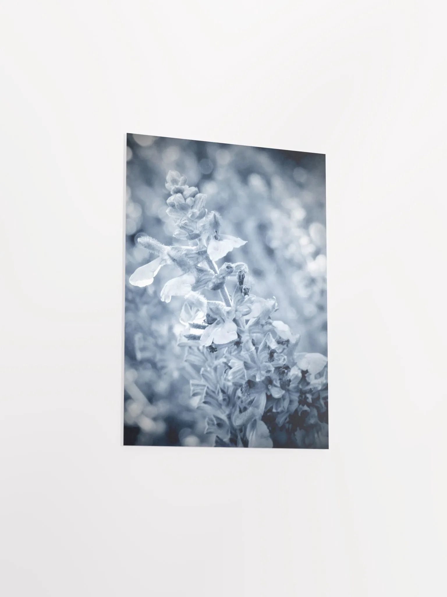Wisteria 6 product image (41)