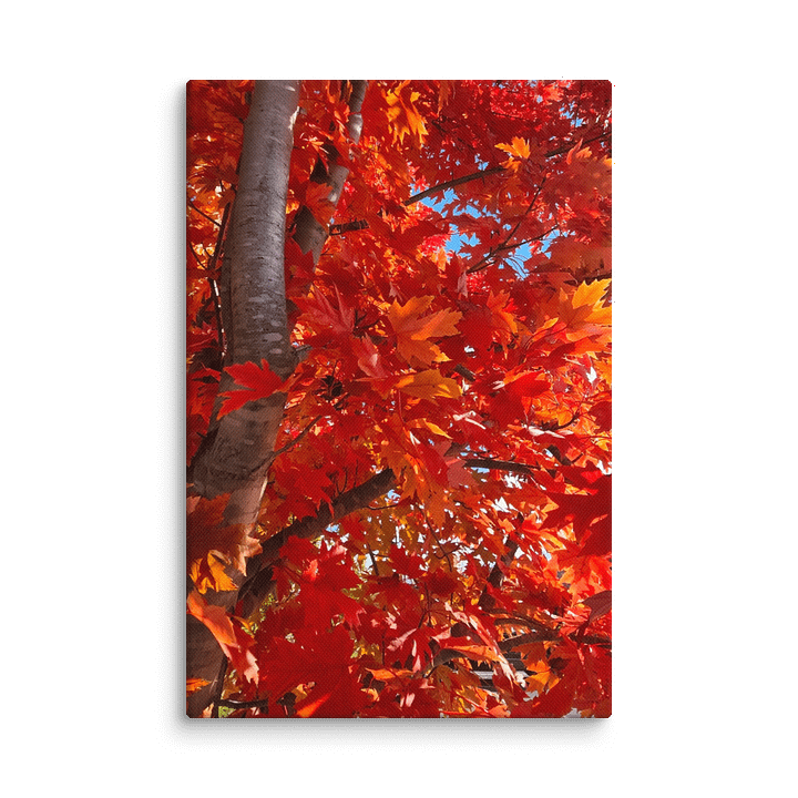 Fall Tree Canvas Collection product image (2)