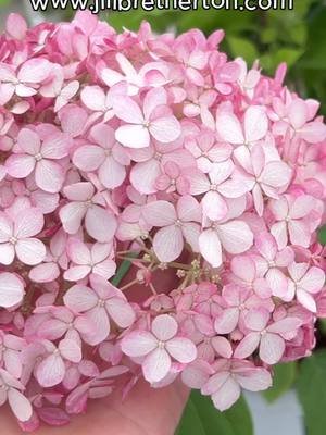 BEAUTIFUL HYDRANGEAS: how to stop them turning blue #hydrangeas #cottagegardenstyle #cutflowergarden #beginnergardening 