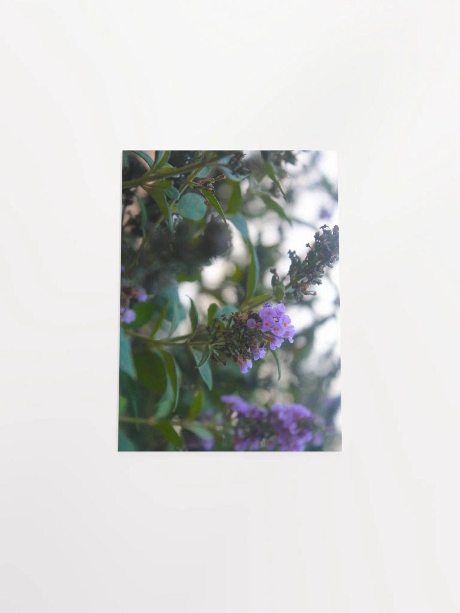 A Study in Flowers 5 product image (46)