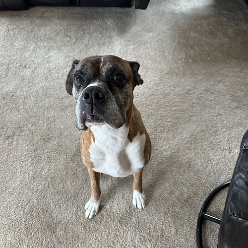 He was big, stubborn, ornery, and the smartest, dumbest idiot. He lived a good 10 years, a long time for his size, and we kne...
