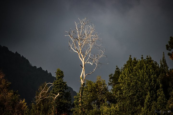 Prestige Fine Art - The Last Light Tree product image (1)