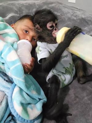 😅😅😅😅 como agarra la teta jorgito #rafaelito #monkey #fyp #parati 