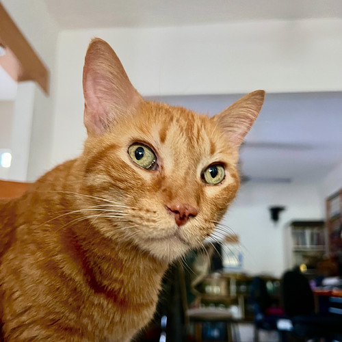 Gatipo looking out to see if you are having a good Sunday. 

#orangecat #chicathedoberman #happysunday