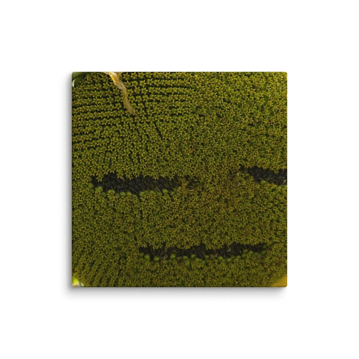 Disappointed Sunflower Canvas product image (1)