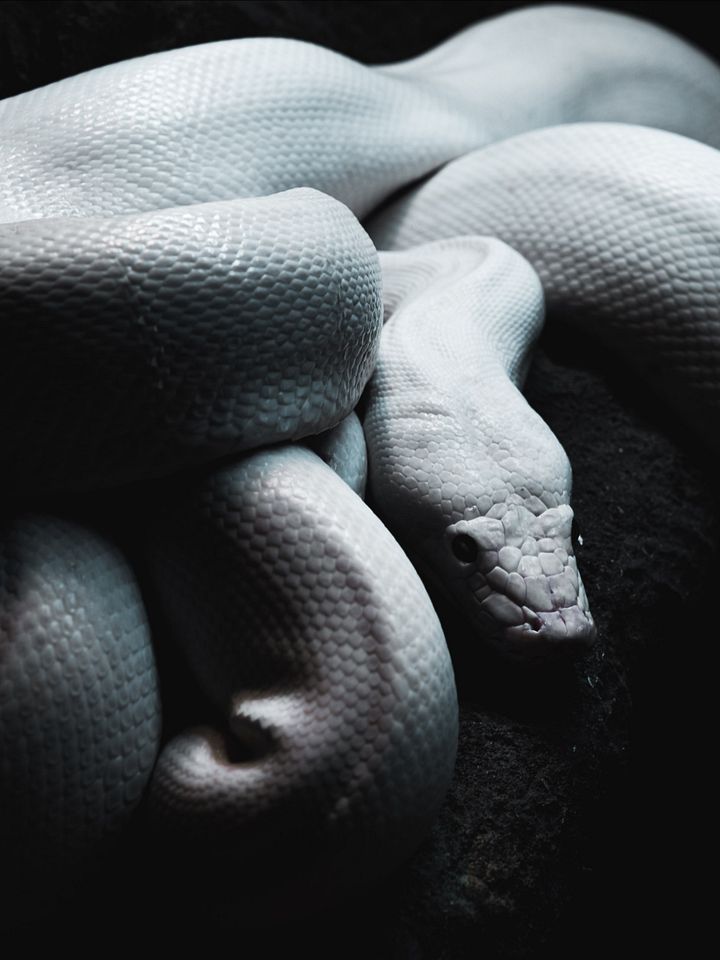 Leucistic Reticulated Python #2 product image (1)