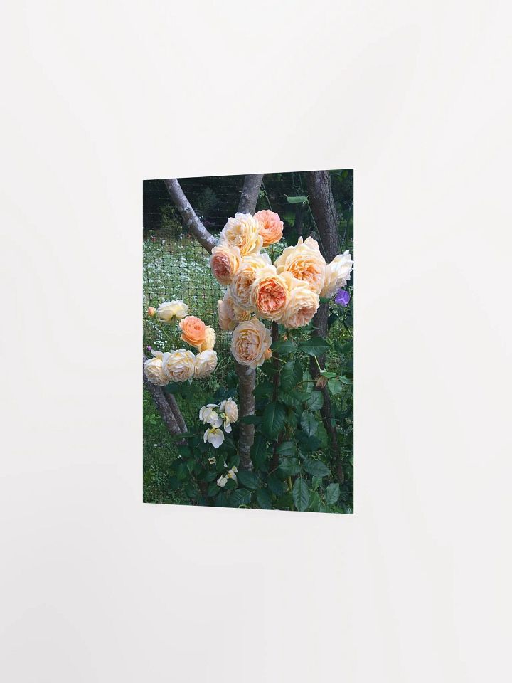 Royal Orange Roses product image (2)
