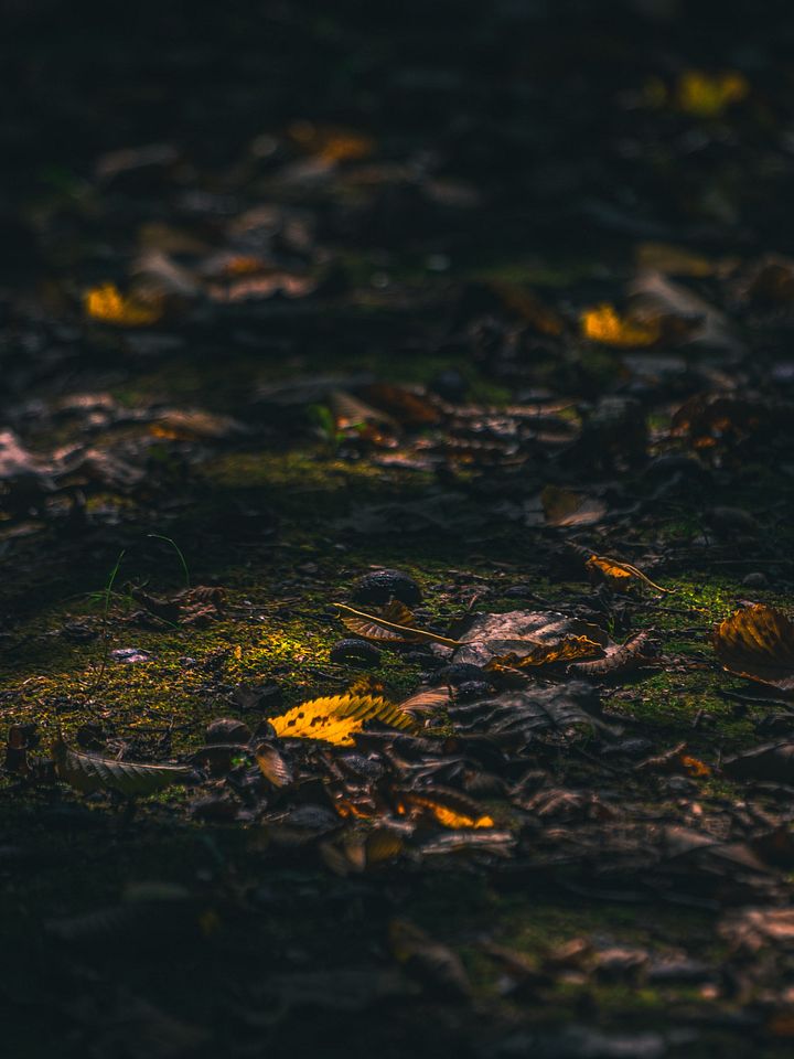 Forrest Floor #2 product image (1)