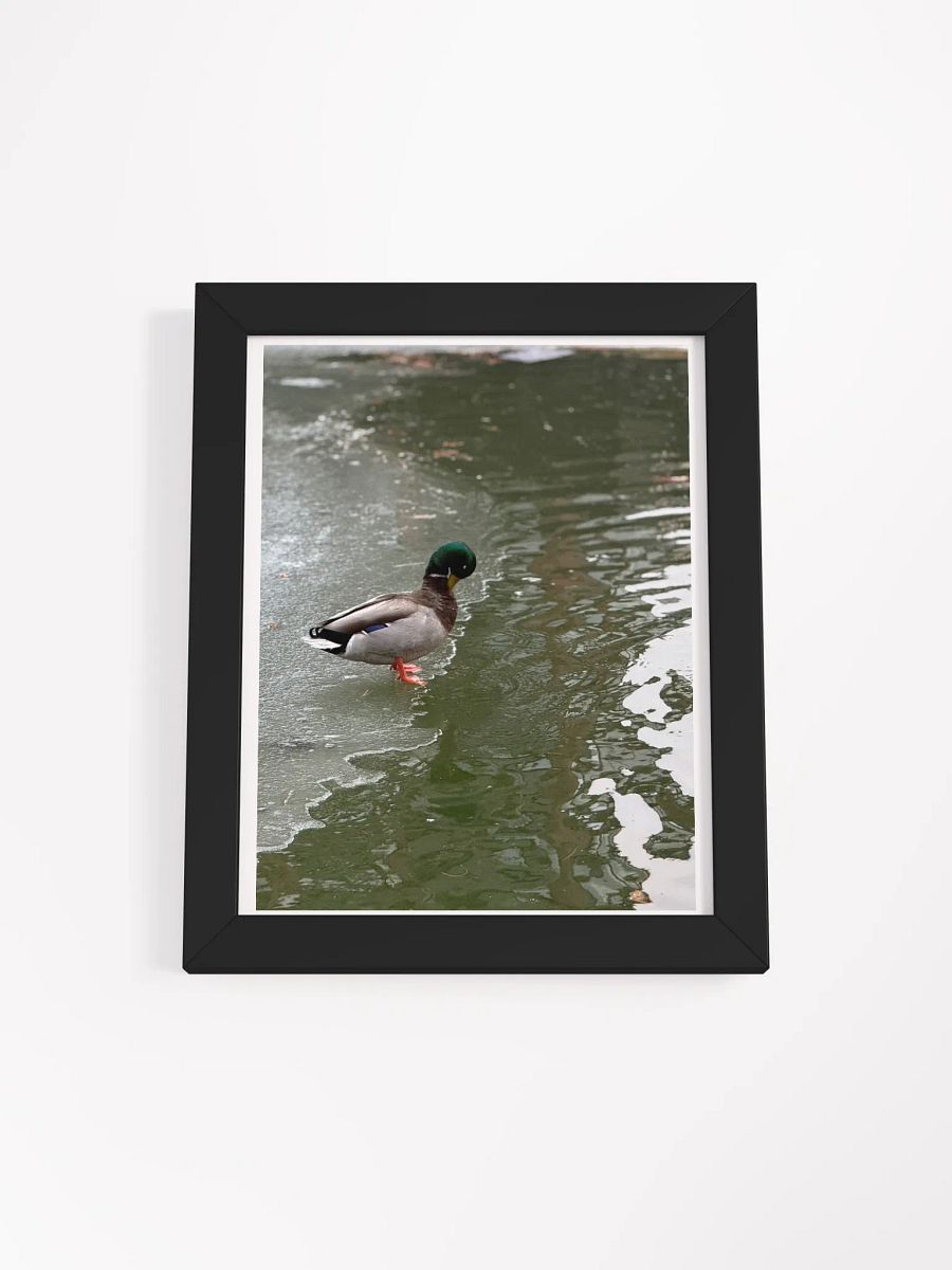 Contemplative Duck on Thin Ice Framed Poster product image (1)
