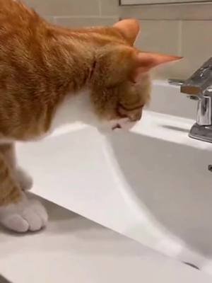 Funny cat compilation 😂