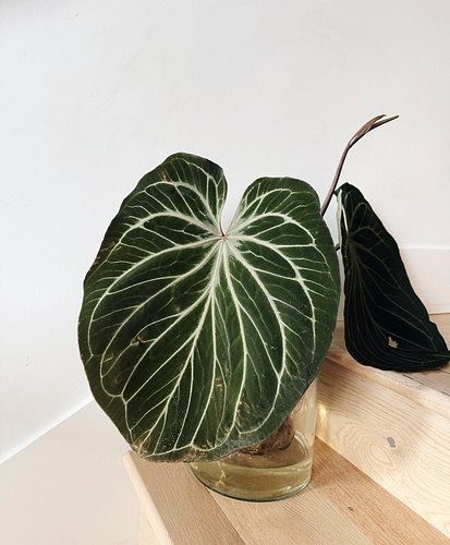 I wonder how the rapture is going to affect the real estate market because a 3 bedroom townhouse would be so sick

〰️

#anthu...