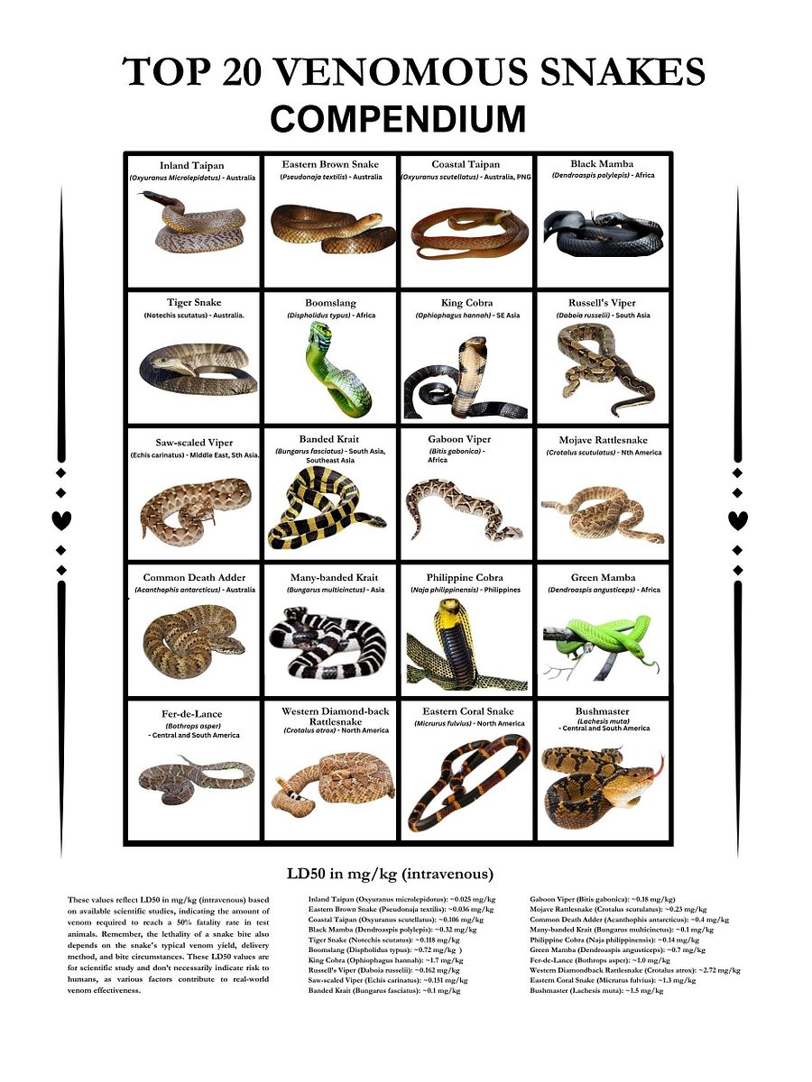 Top 20 of the most venomous Snakes Worldwide product image (1)