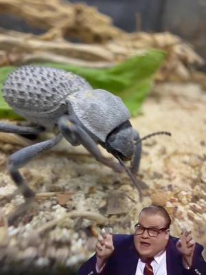 Blue Death Feiging Beetles! In stock now! #animals #pets #fyp #omg #bug 