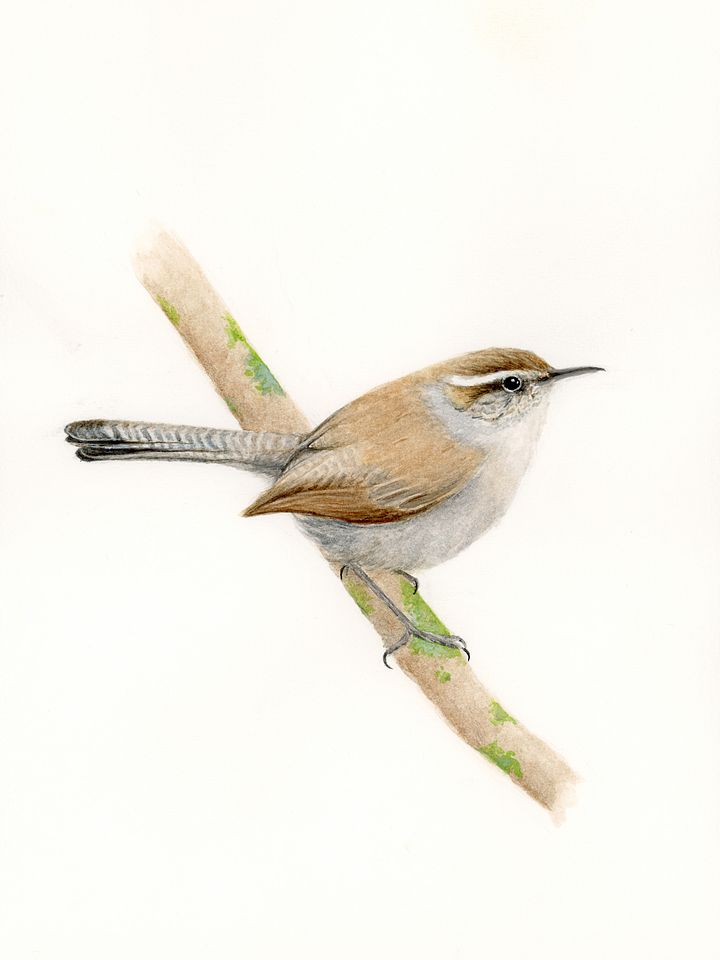 Bewick's Wren - giclée print product image (1)
