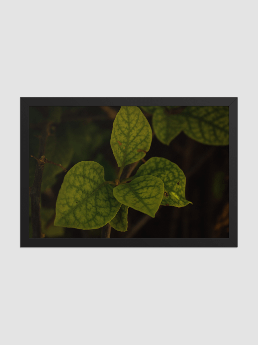 Leaf group Framed photography Poster product image (2)