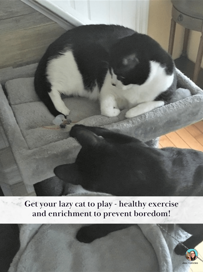Cat Care Binder Bundle product image (5)