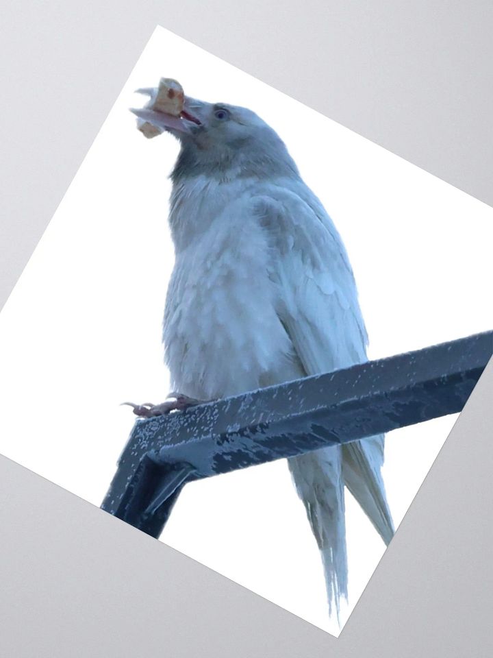 Anchorage White Raven product image (6)