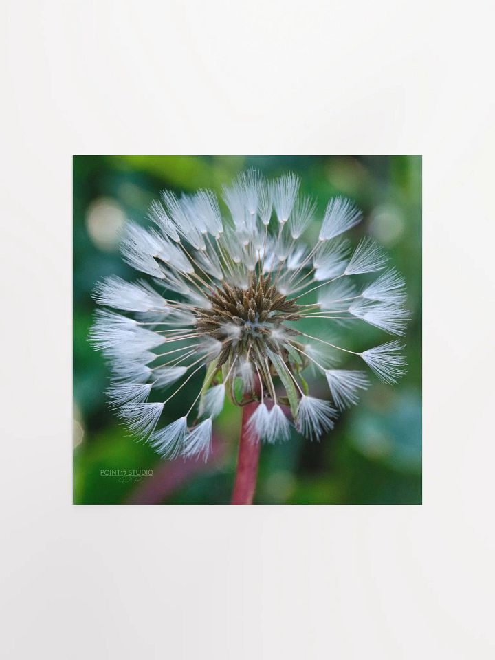 Dandelion #1 - Print product image (1)