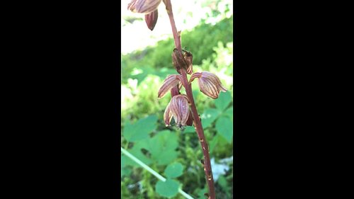 Corallorhiza striata, Striped Coral Root, is in the Orchidaceae, Orchid Family. It is an achlorophyllous (non-green) mycohete...