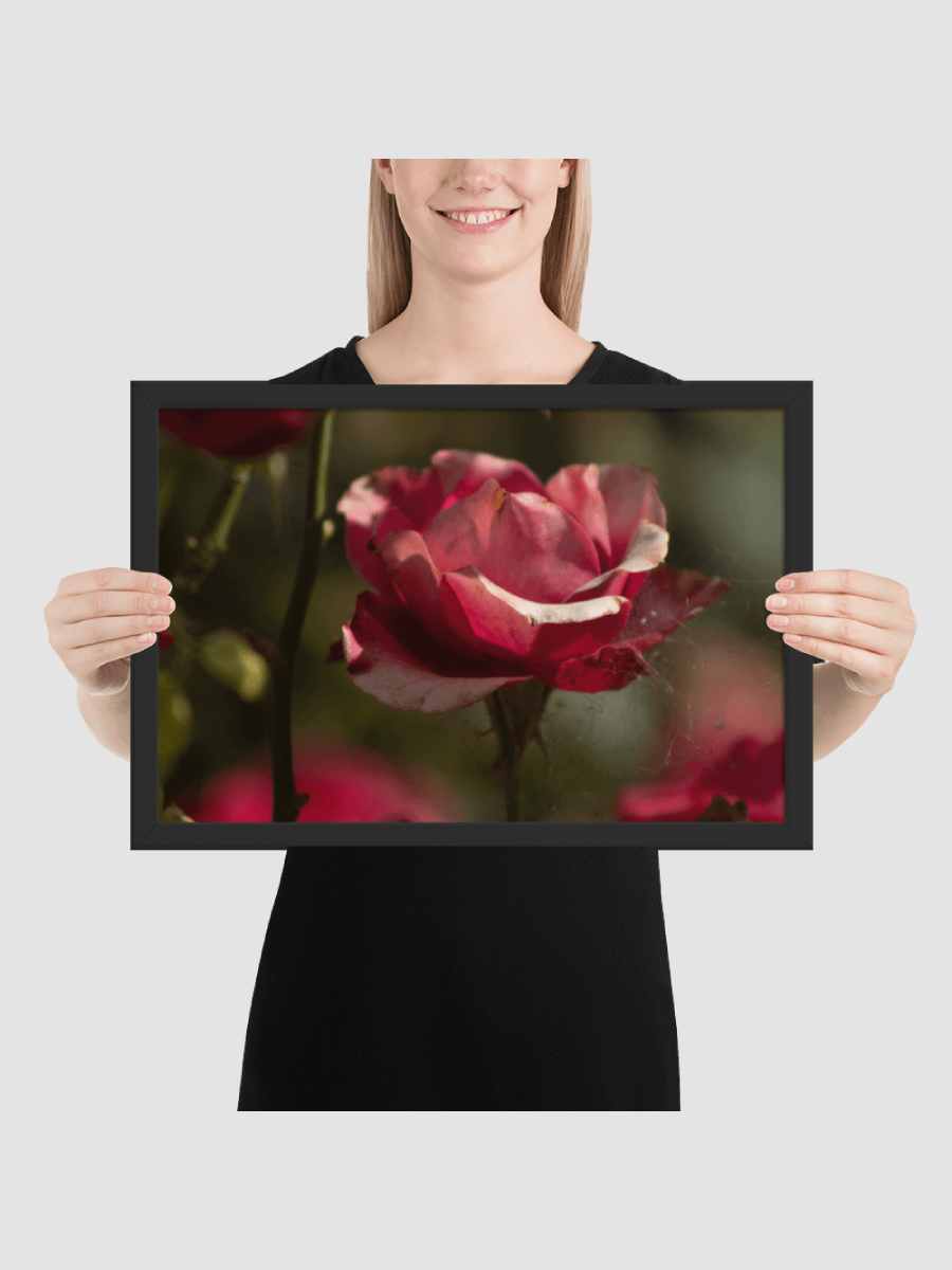 Rose with webs Framed photography Poster product image (2)