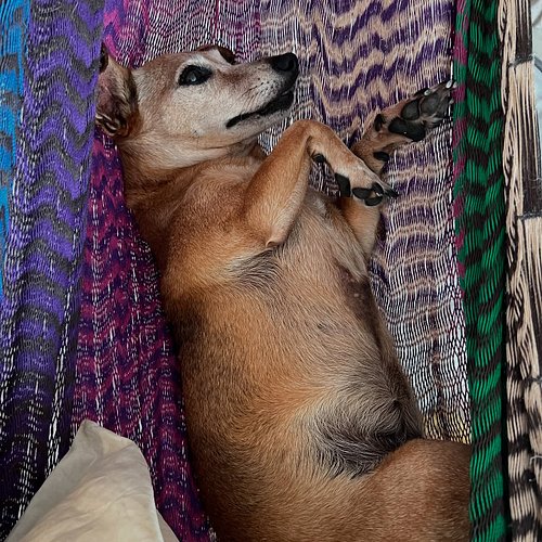 So much to do today. Better take a nap before getting out of bed. 

Have a lovely Saturday!

-Orejas