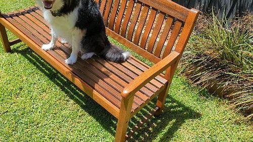 Charlie is pretty happy now his bench has been #restored
New video out now as well. It's a bit different... Probably better a...