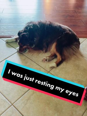 Who said I was tired?! #dogsofttiktok #fyp #aussie #australianshepherd #friday #lazy #tired #restingmyeyes #dog #familydog #sleepyday #park #timetoplay #miniaussie #furbaby